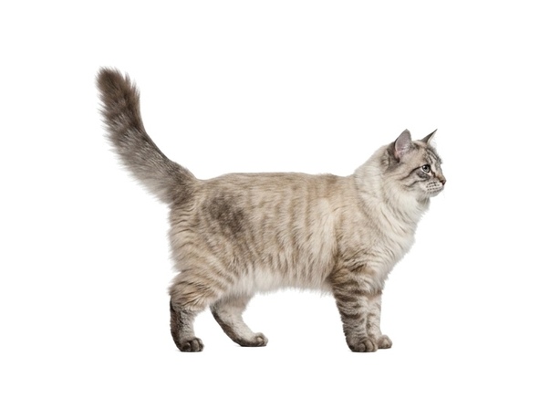 Felidex-generated blue silver tabby point Neva Masquerade parent