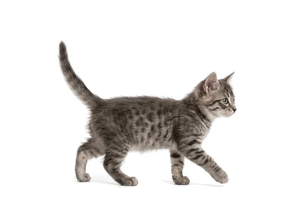 Felidex-generated mixed-breed offspring kitten